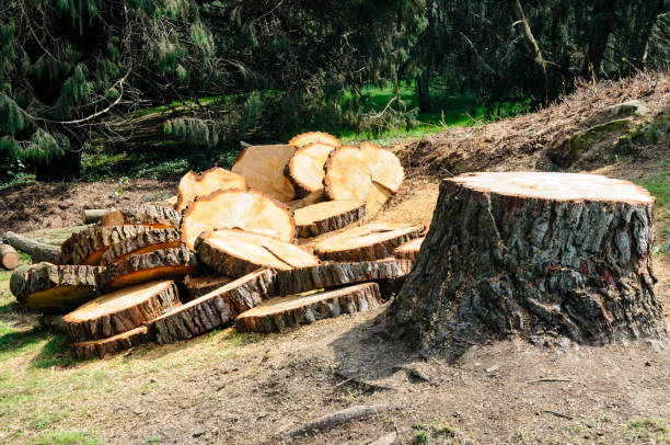 How Our Tree Care Process Works  in  Fort Sumner, NM